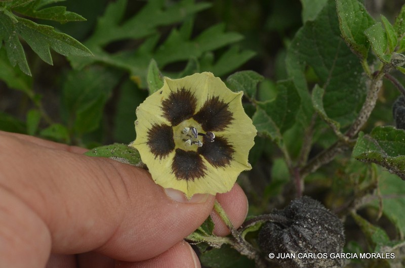 Physalis orizabae photo 5