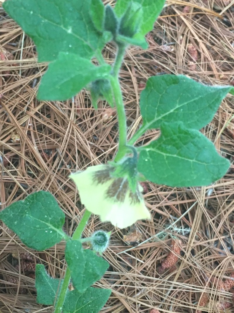 Physalis orizabae photo 6