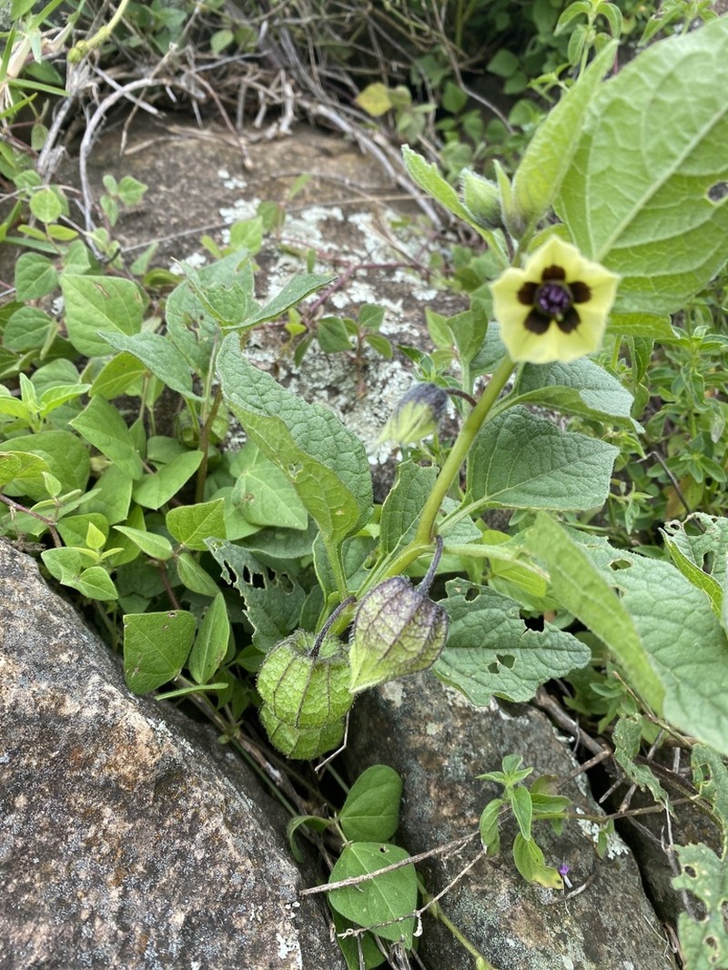 Physalis orizabae photo 7