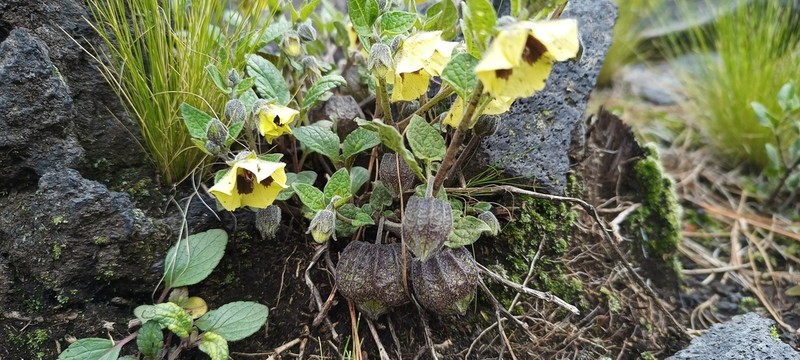 Physalis orizabae photo 8