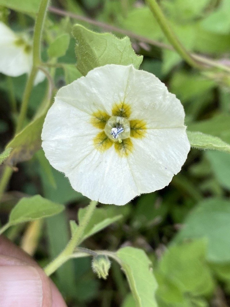 Physalis patula