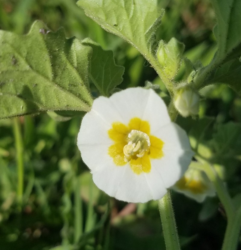 Physalis patula photo 2
