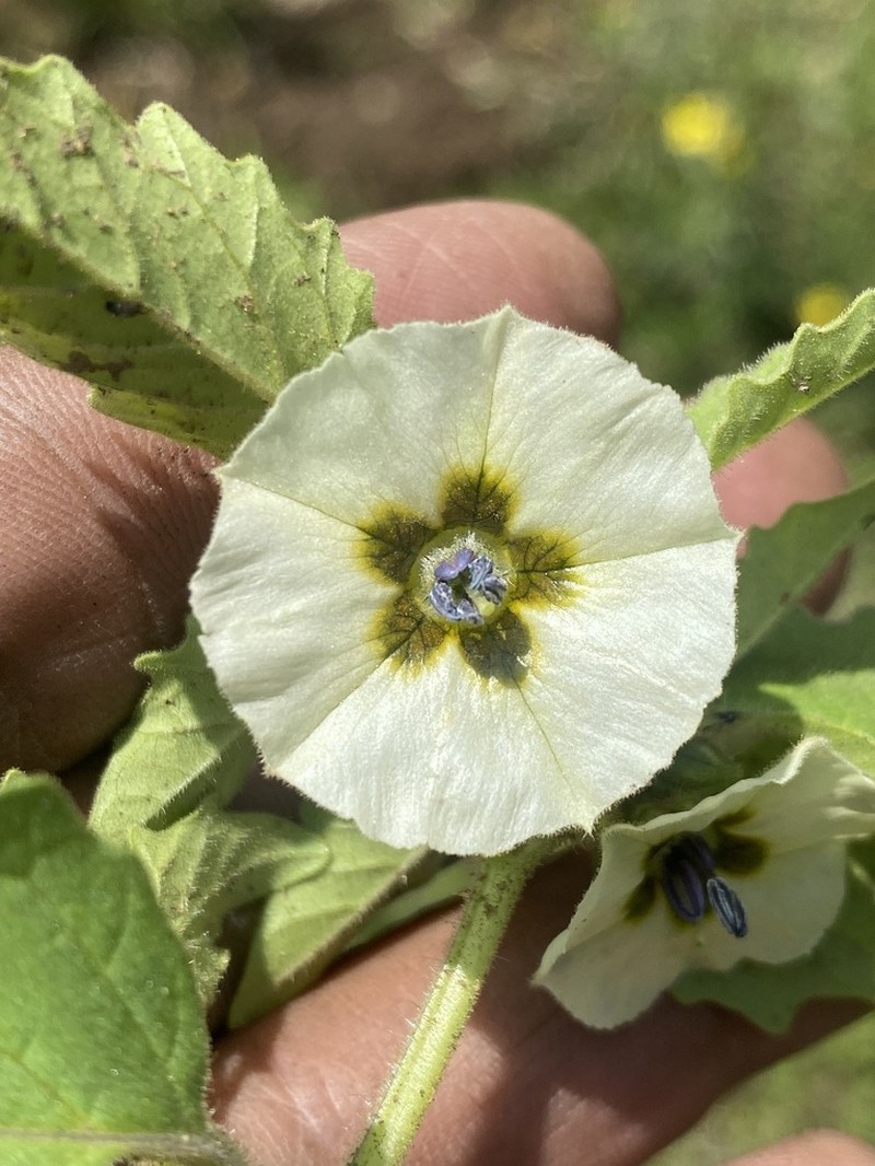 Physalis patula photo 3