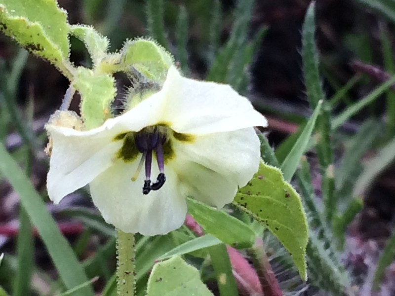 Physalis patula photo 6