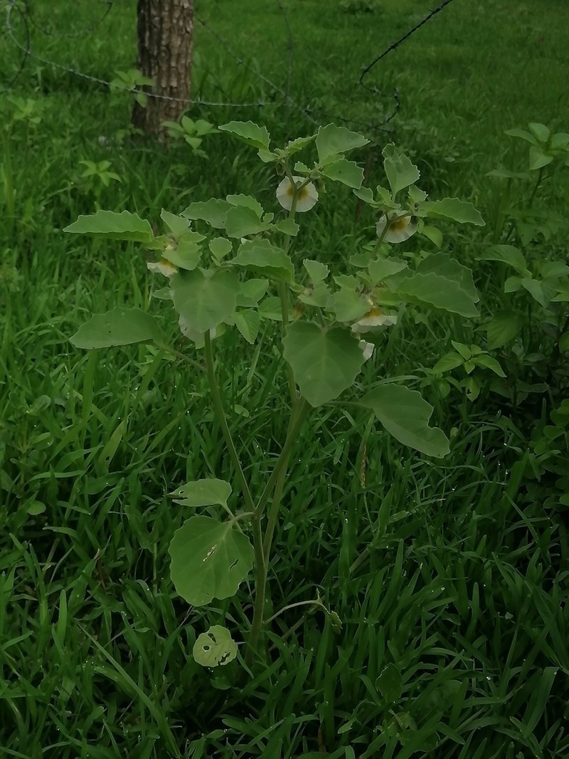 Physalis patula photo 7