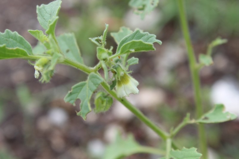 Physalis patula photo 8