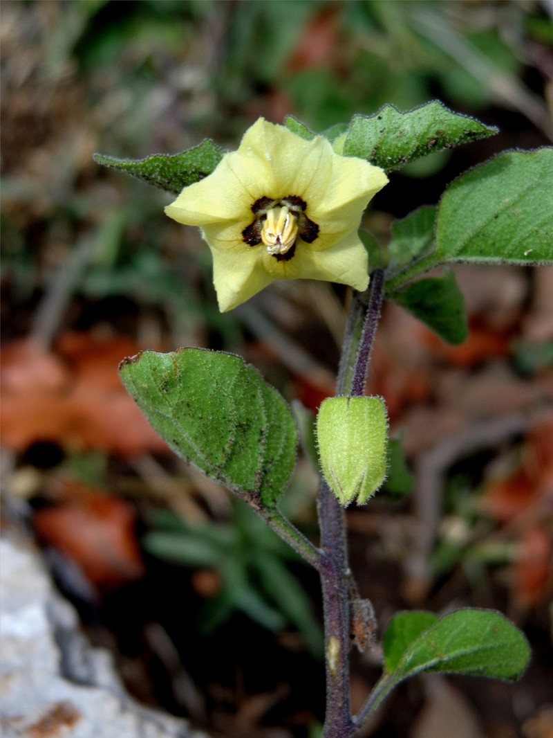 Physalis pennellii