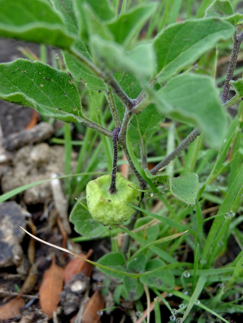 Physalis pennellii photo 2
