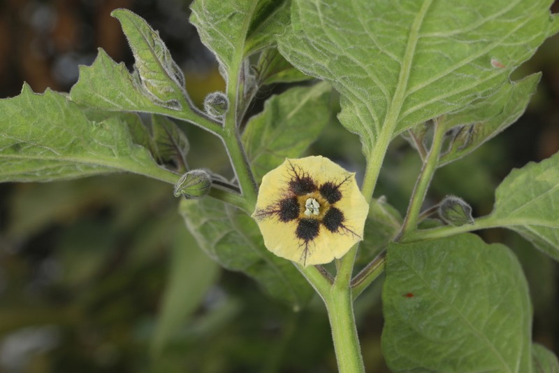 Peruvian Groundcherry photo 5