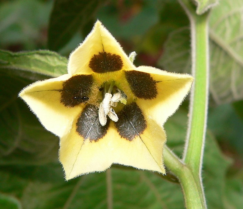 Peruvian Groundcherry photo 6