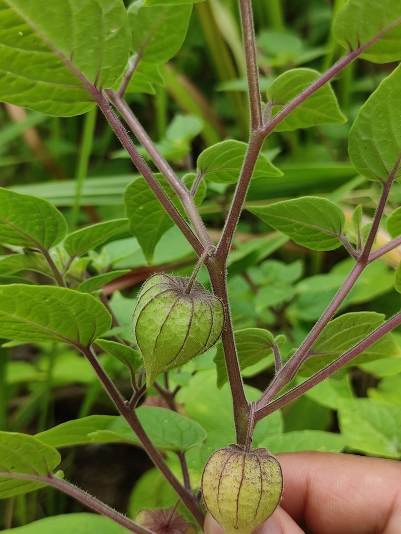 Peruvian Groundcherry photo 7