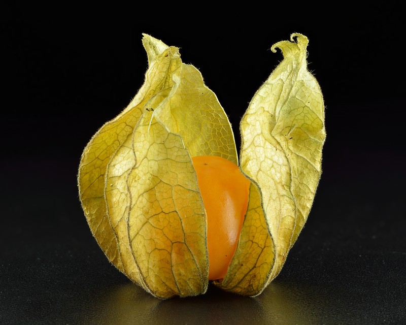 Peruvian Groundcherry