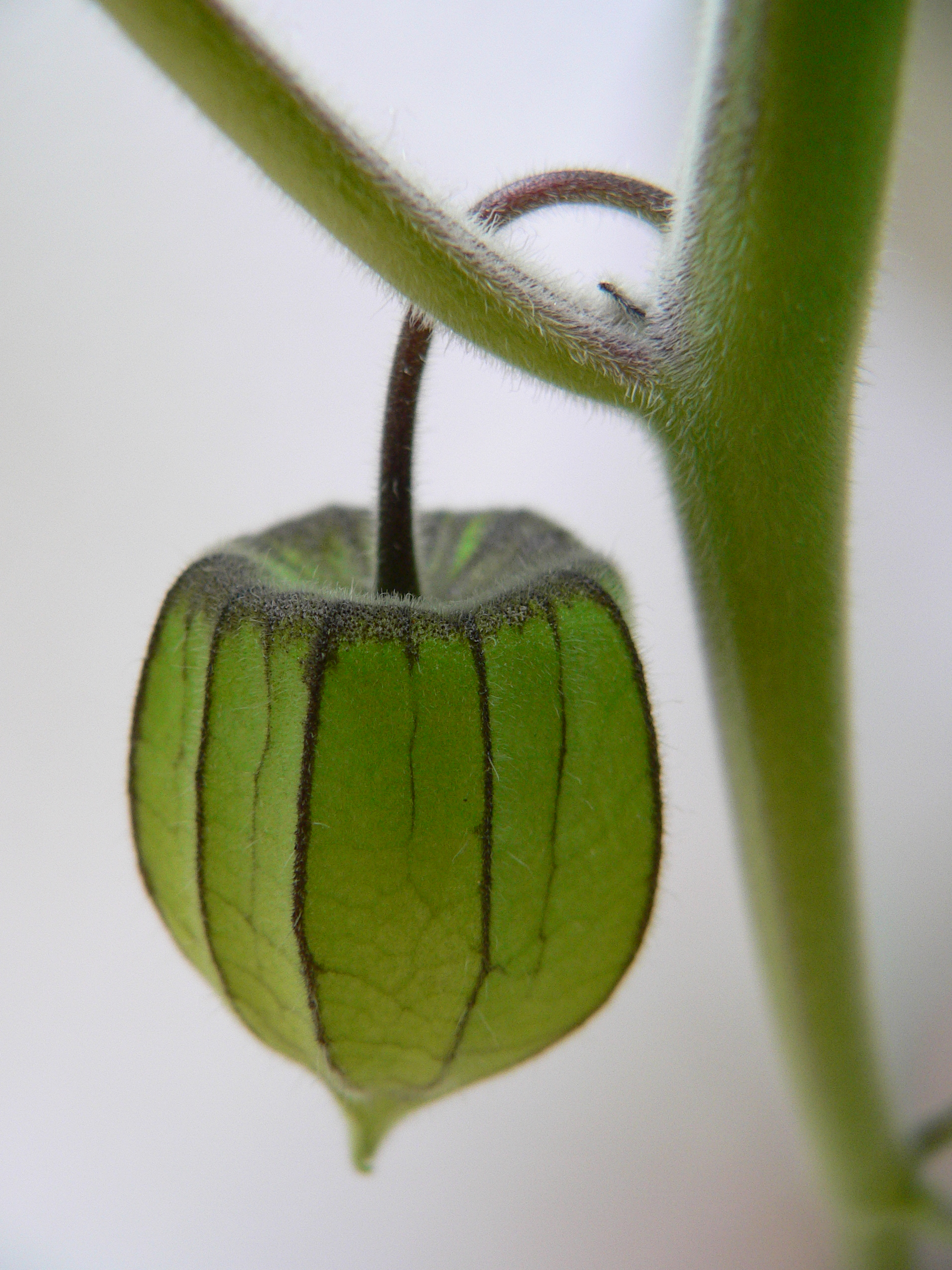 Peruvian Groundcherry photo 3