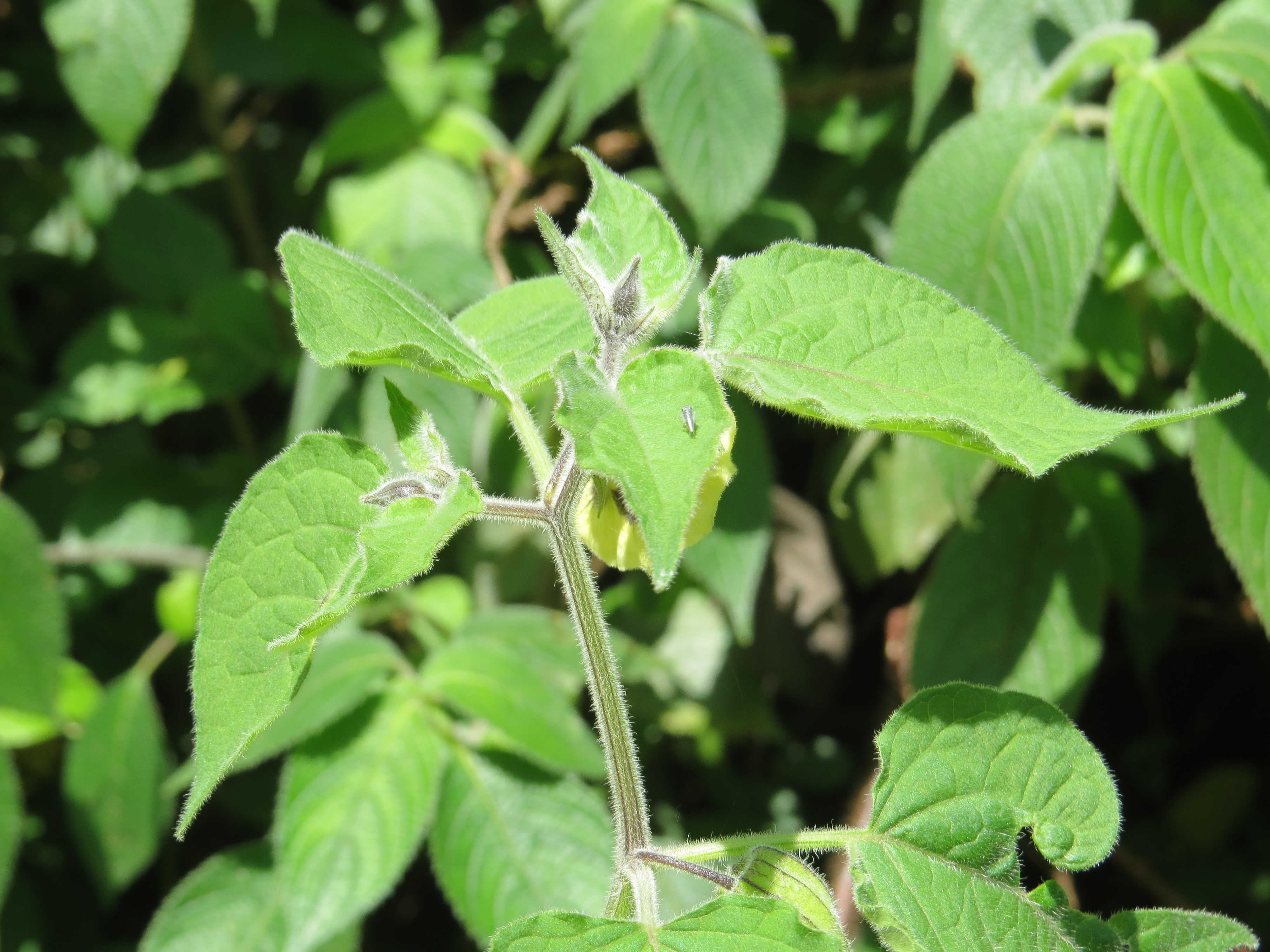 Peruvian Groundcherry photo 4
