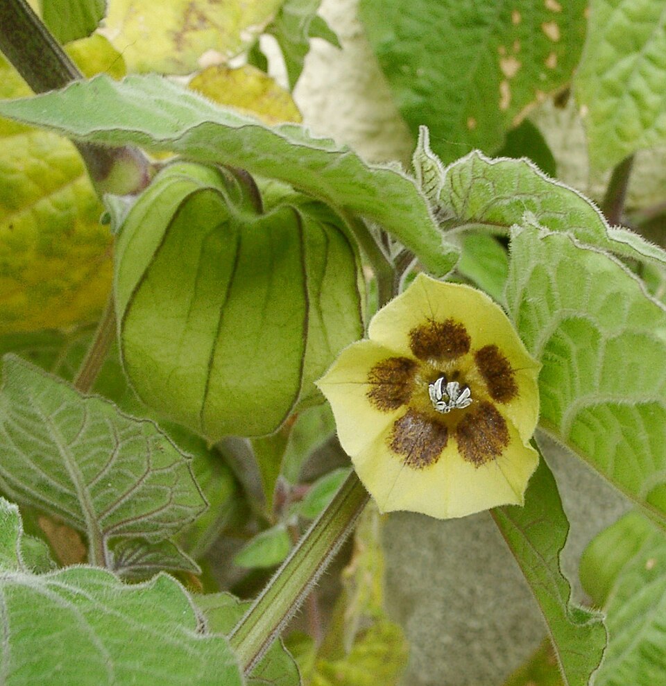 Peruvian Groundcherry photo 5