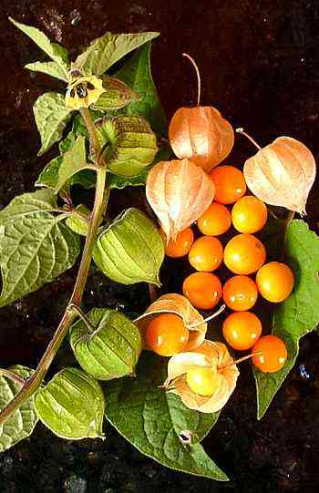 Peruvian Groundcherry