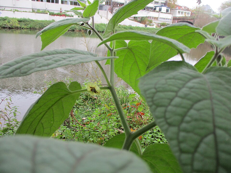 Peruvian Groundcherry photo 6