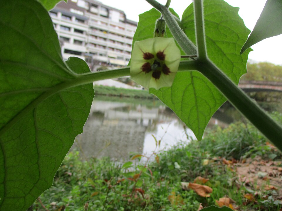 Peruvian Groundcherry photo 7