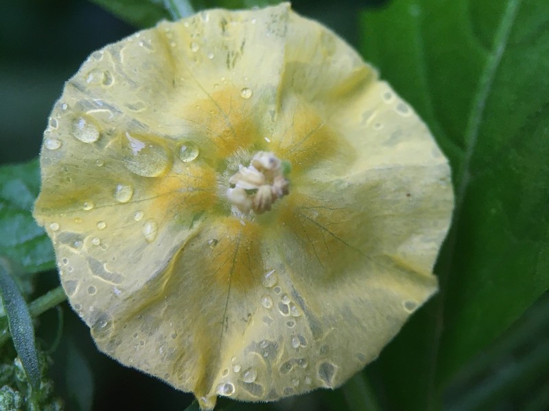 Mexican Groundcherry photo 2