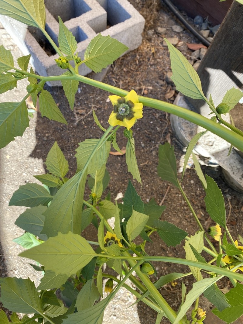 Mexican Groundcherry photo 3