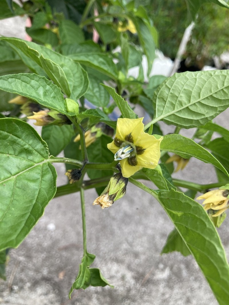 Mexican Groundcherry photo 4