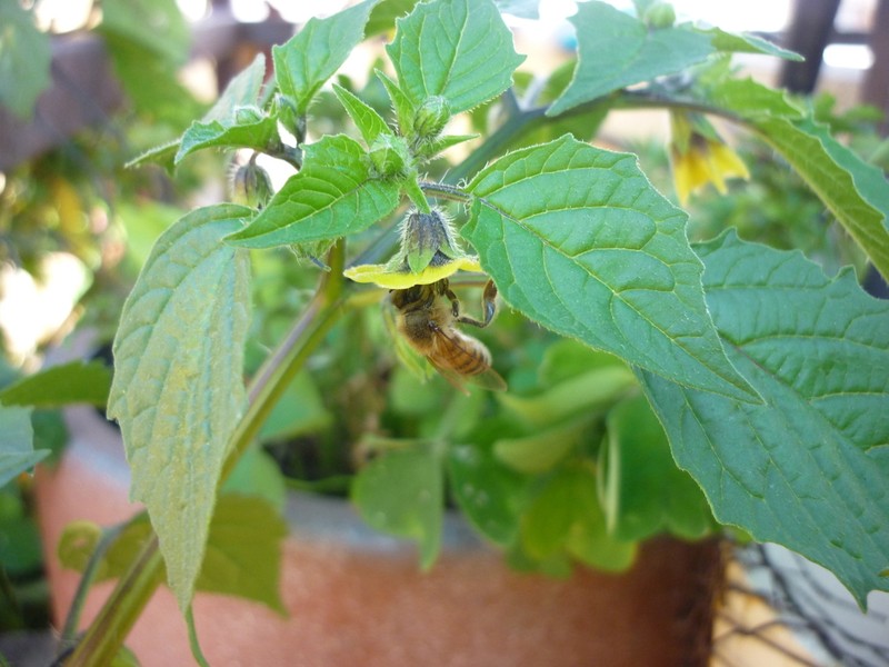 Mexican Groundcherry photo 5