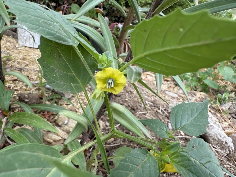 Mexican Groundcherry photo 6