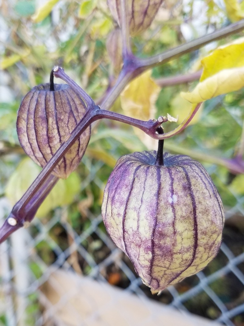 Mexican Groundcherry photo 7