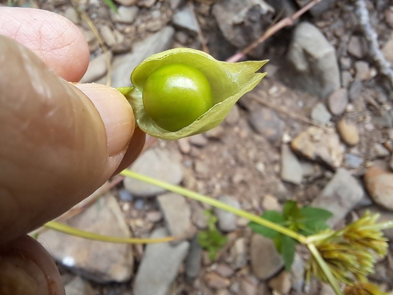 Mexican Groundcherry photo 8