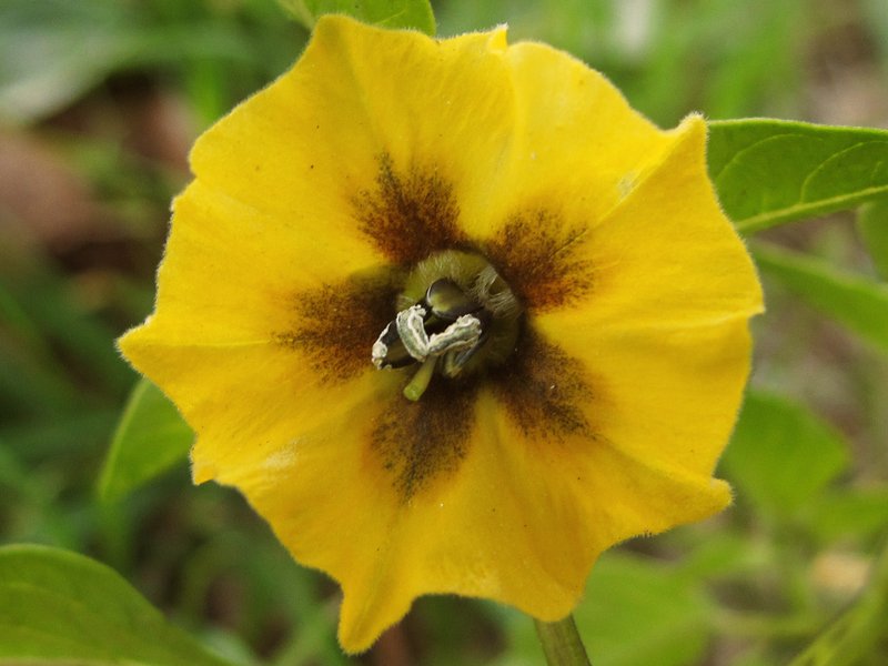 Mexican Groundcherry photo 2