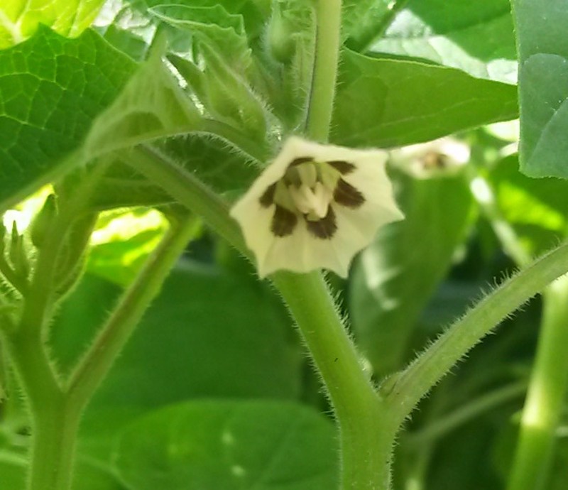 Mexican Groundcherry photo 4