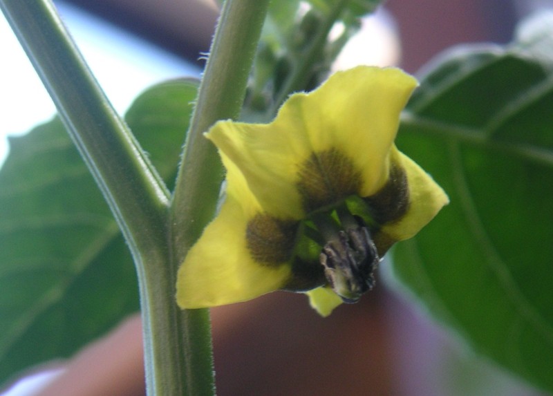 Mexican Groundcherry photo 5