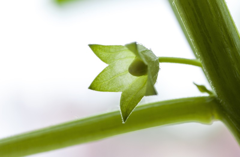 Mexican Groundcherry photo 6