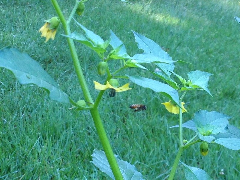 Mexican Groundcherry photo 7