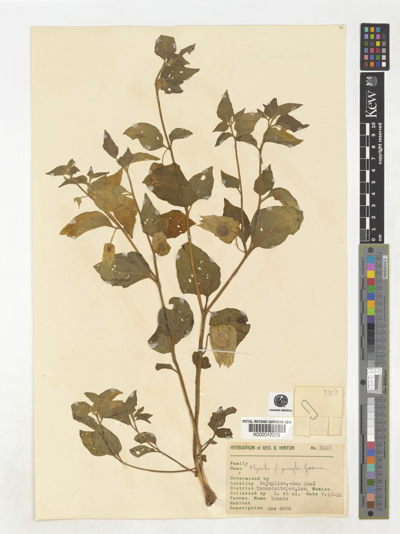 Physalis pringlei