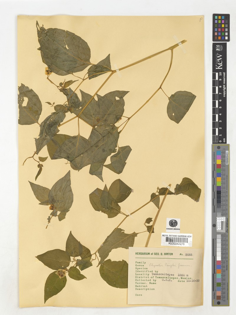 Physalis pringlei photo 2