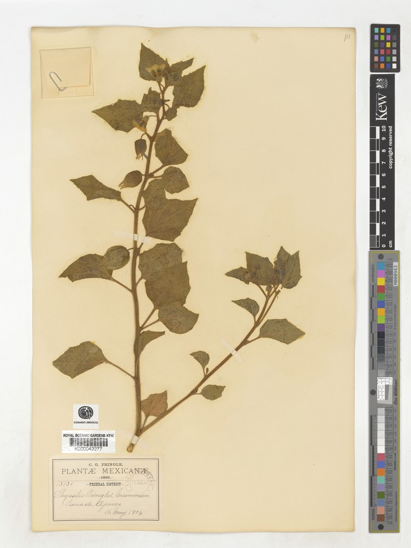 Physalis pringlei photo 3