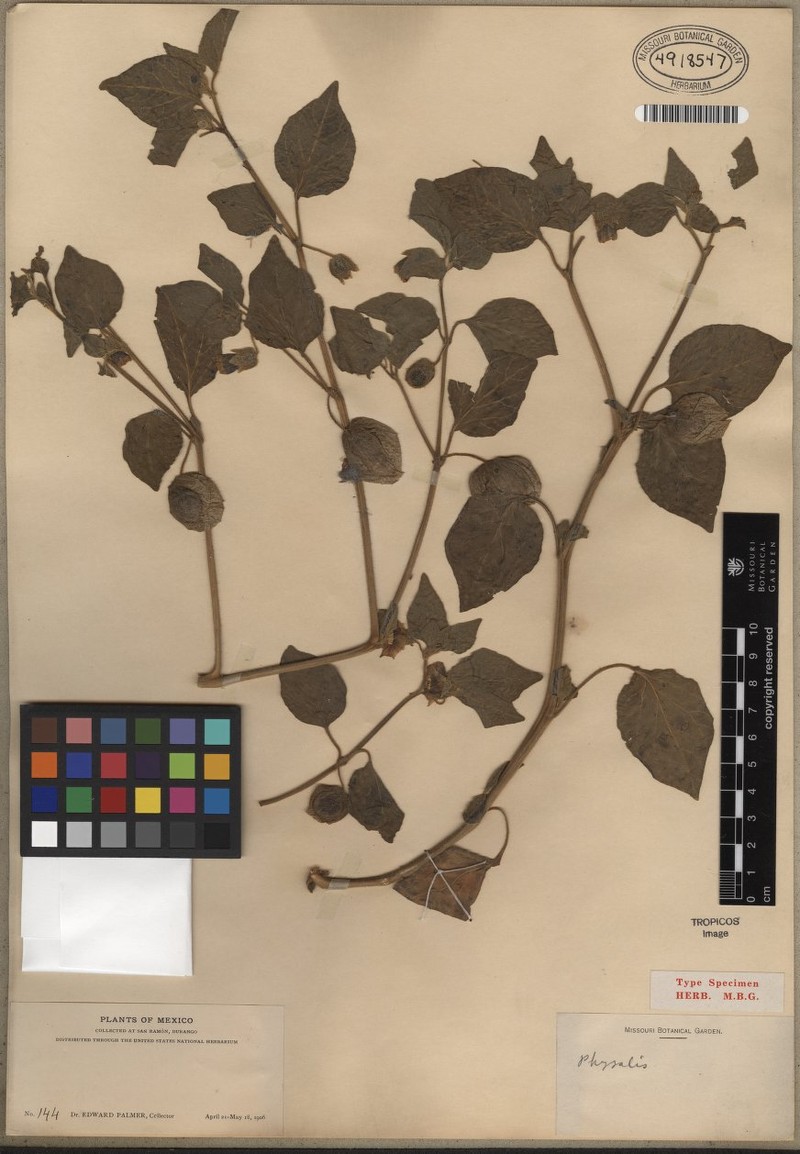 Physalis pringlei var. curtiloba