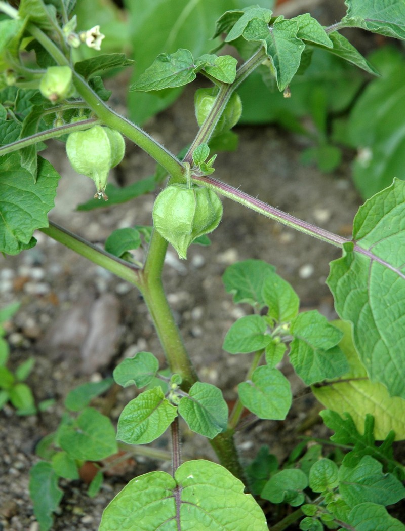 Physalis pruinosa