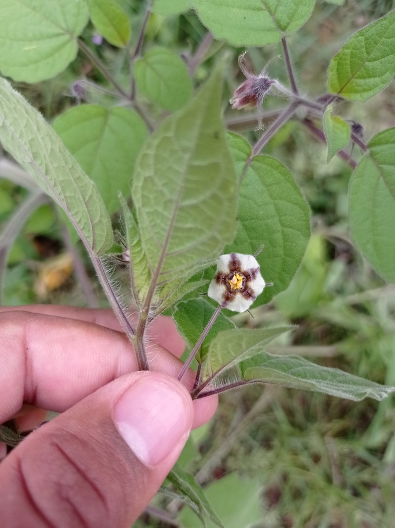 Physalis pruinosa photo 2