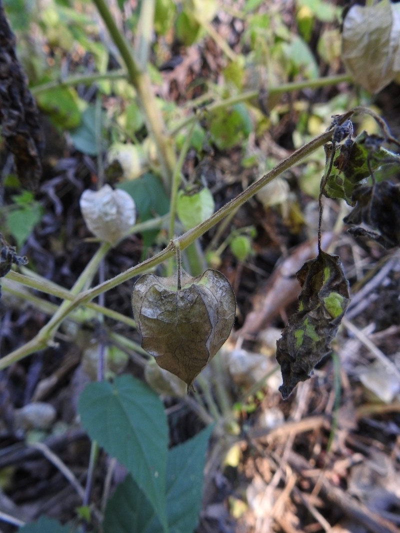 Physalis pruinosa photo 3