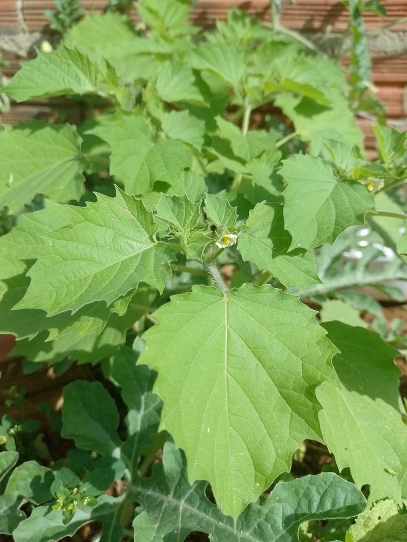 Physalis pruinosa photo 4