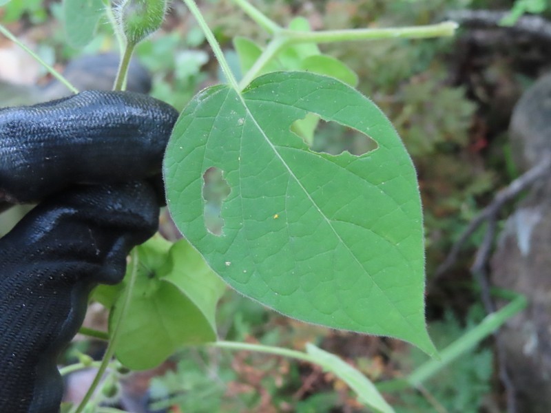 Physalis pruinosa photo 5