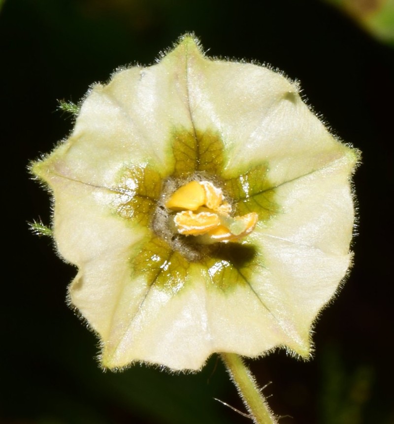 Physalis pruinosa photo 6