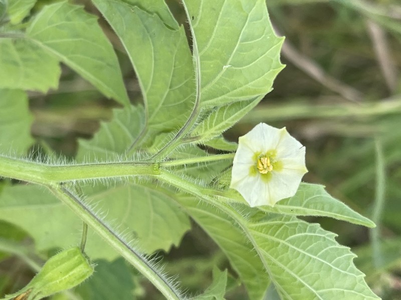Physalis pruinosa photo 7