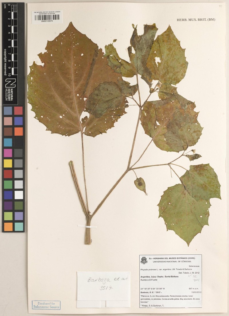 Physalis pruinosa var. argentina
