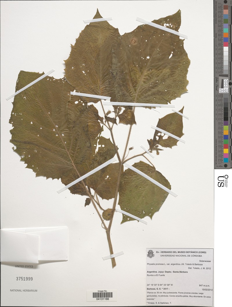 Physalis pruinosa var. argentina photo 2