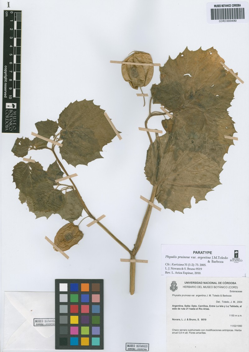 Physalis pruinosa var. argentina photo 3