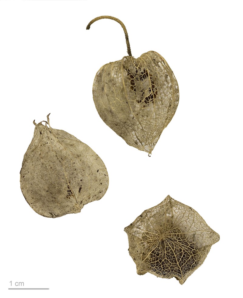 Husk Tomato photo 4