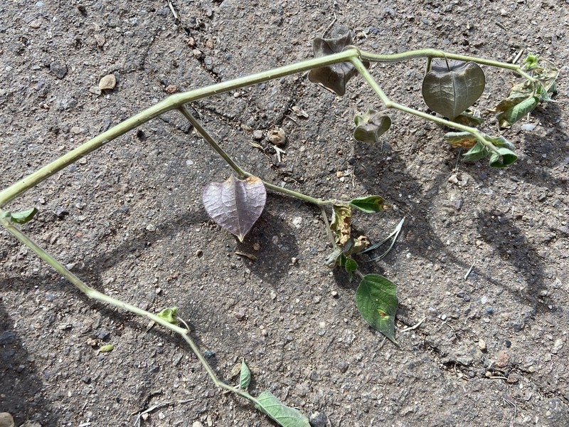 Chihuahuan Groundcherry photo 4